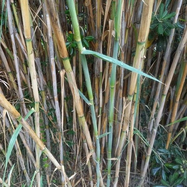 Arundo donax Bark