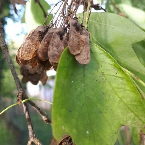 Acer buergerianum ഫലം