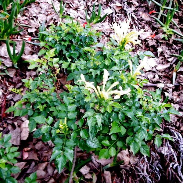 Tecomaria capensis Habit