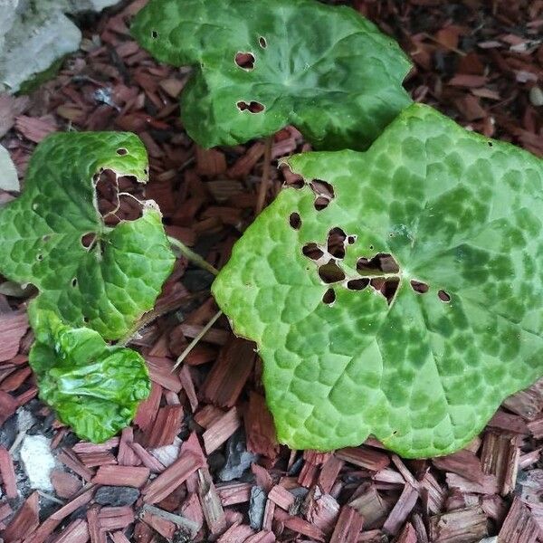 Podophyllum cv. 'Kaleidoscope' برگ