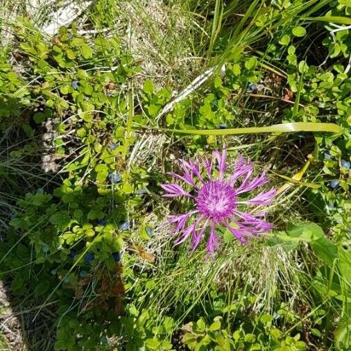 Centaurea nervosa Floro