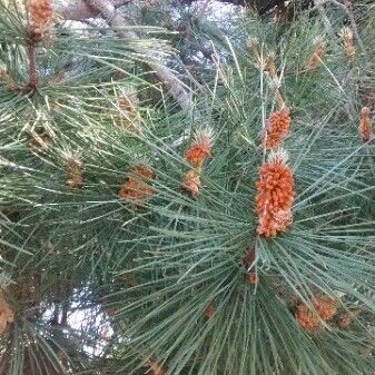 Pinus strobus फूल