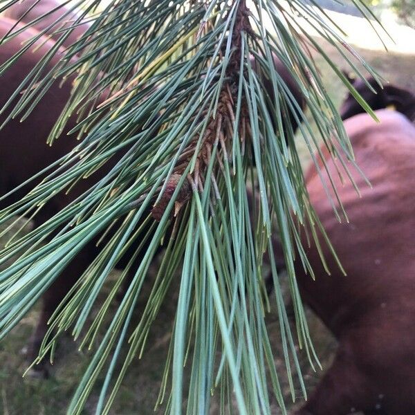 Pinus ponderosa Habitatea