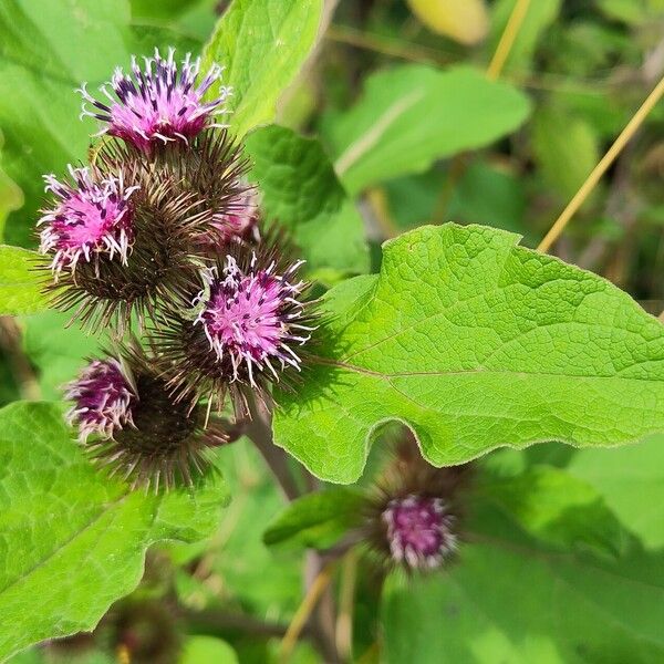 Arctium minus Bloem