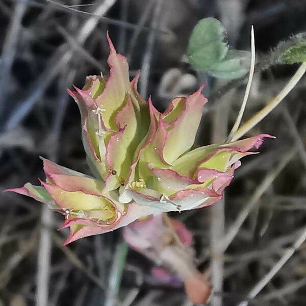 Euphorbia falcata Květ