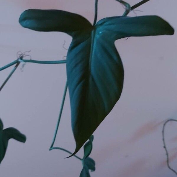 Philodendron panduriforme Lehti