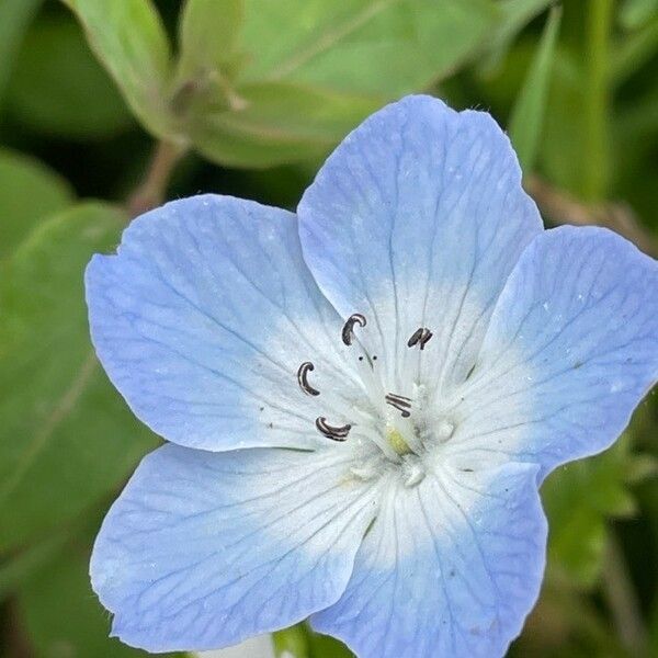 Nemophila menziesii Květ