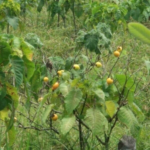 Solanum mammosum Blatt