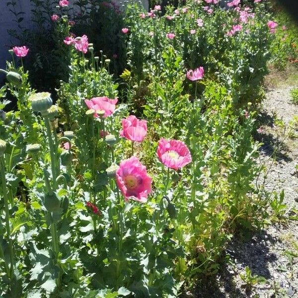 Papaver somniferum 花