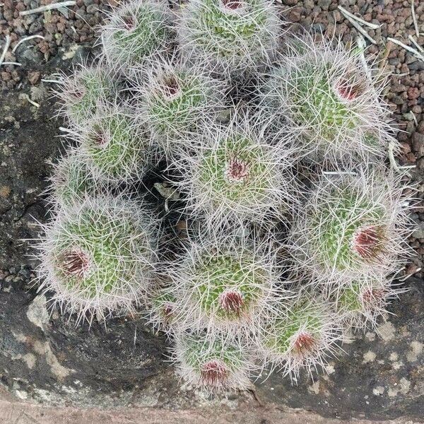 Opuntia polyacantha برگ