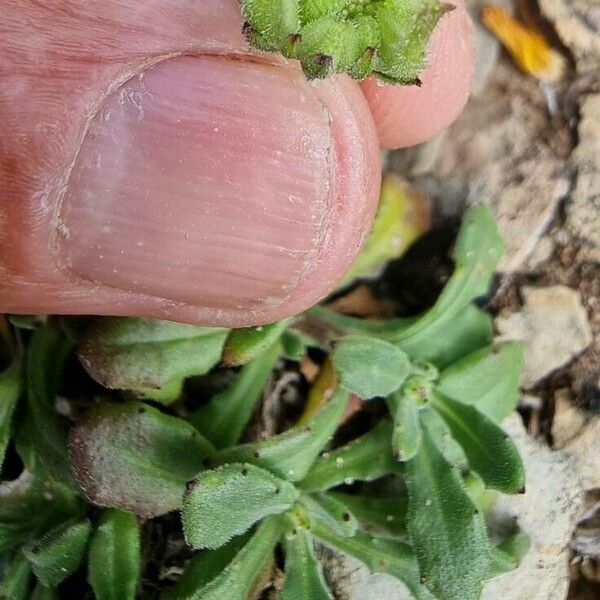 Calendula suffruticosa Fruit