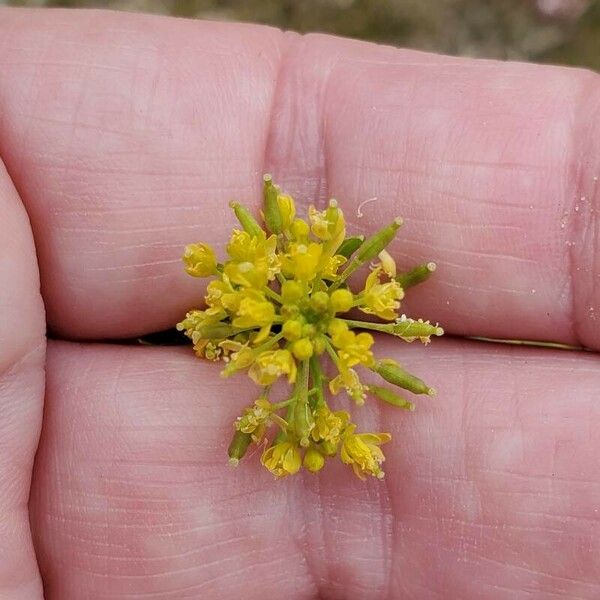 Rorippa palustris Flor