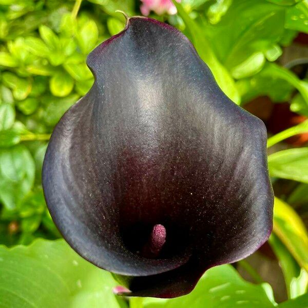 Arum pictum ফুল