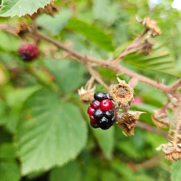 Rubus fruticosus Plod