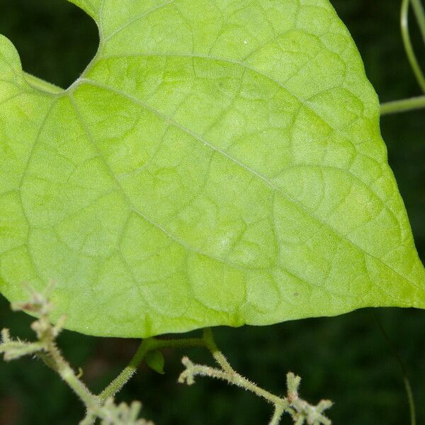 Sicydium tamnifolium 叶