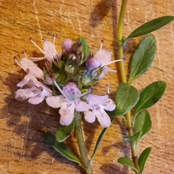 Thymus herba-barona Flower