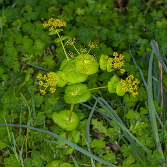 Smyrnium perfoliatum Habitatea