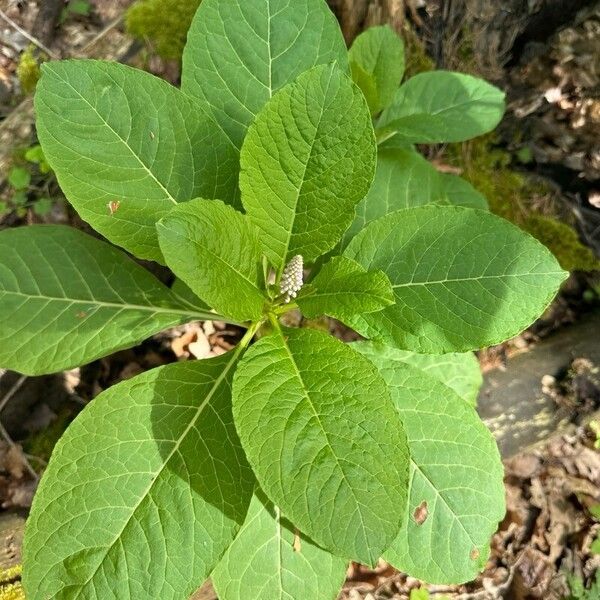 Phytolacca acinosa Лист