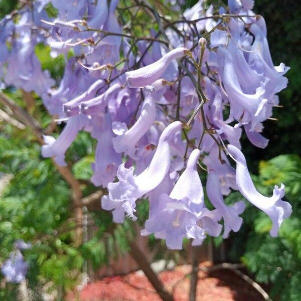 Jacaranda mimosifolia Flor