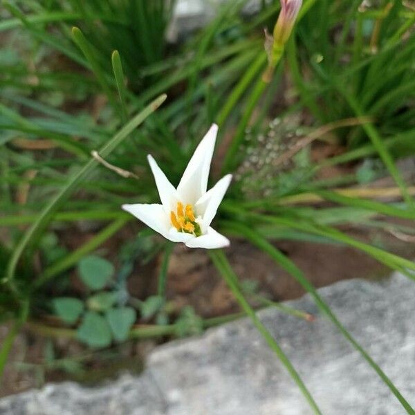 Zephyranthes candida Flor