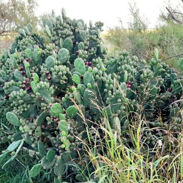 Opuntia elata Habit