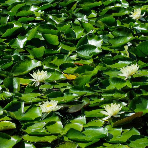 Nymphaea odorata Habit