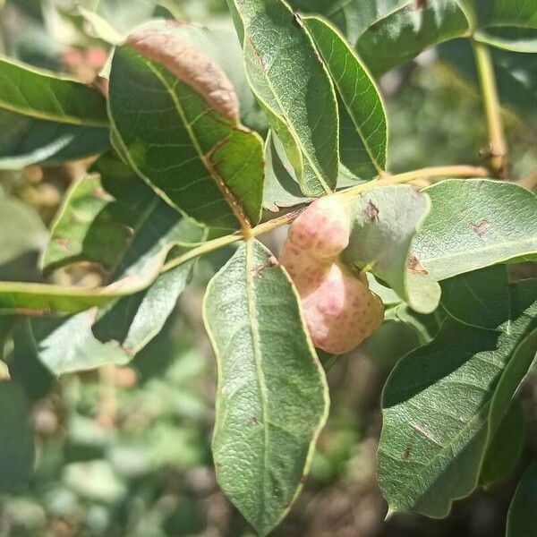 Pistacia terebinthus Fulla