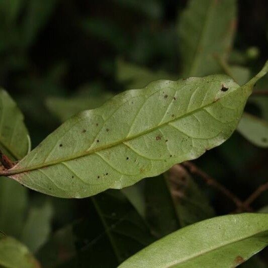 Brunfelsia guianensis