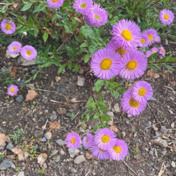 Erigeron speciosus Floare