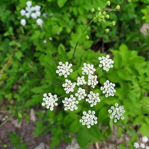 Chaerophyllum temulum Flor