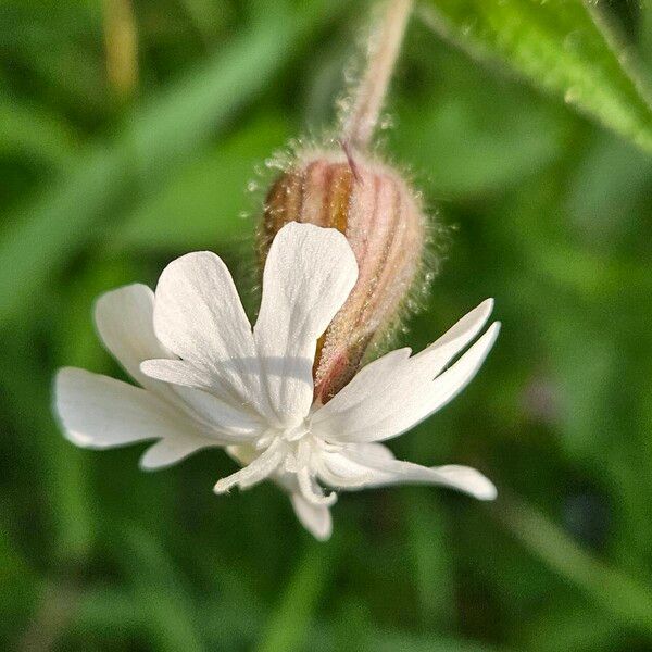 Silene dichotoma 花