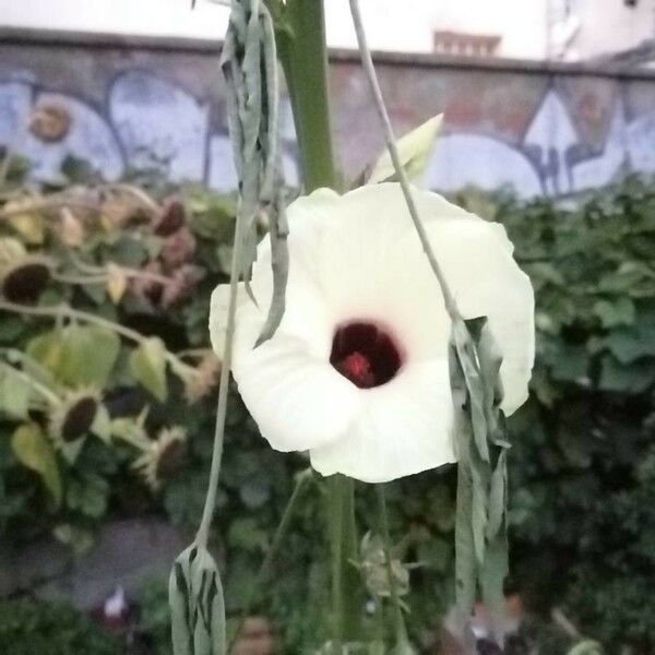 Hibiscus cannabinus Flower