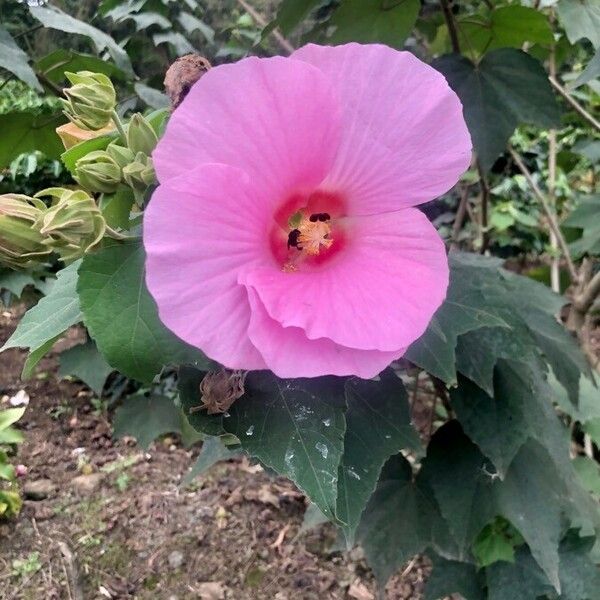 Hibiscus mutabilis Flor