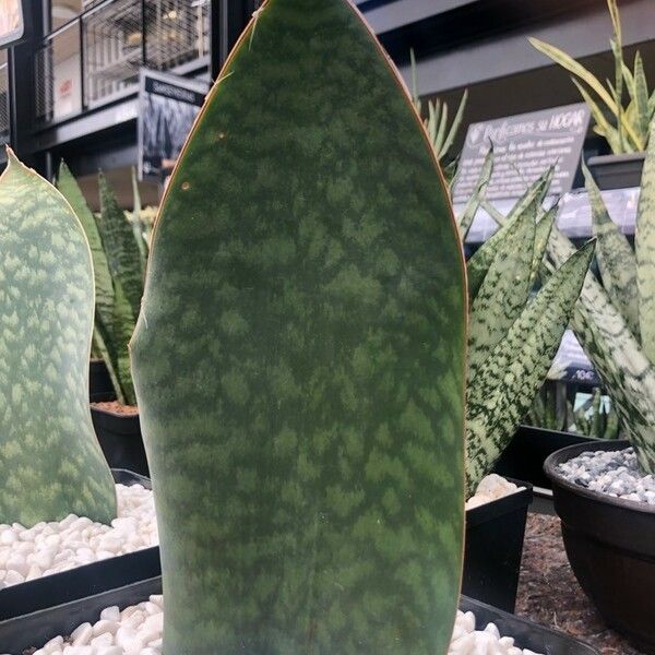 Sansevieria masoniana Folha