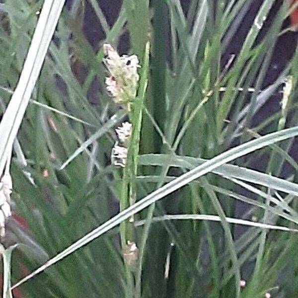 Carex divulsa Flower