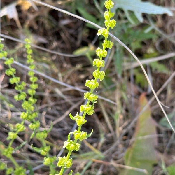 Rumex pulcher 花