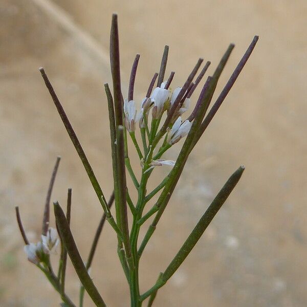 Cardamine hirsuta Fruit