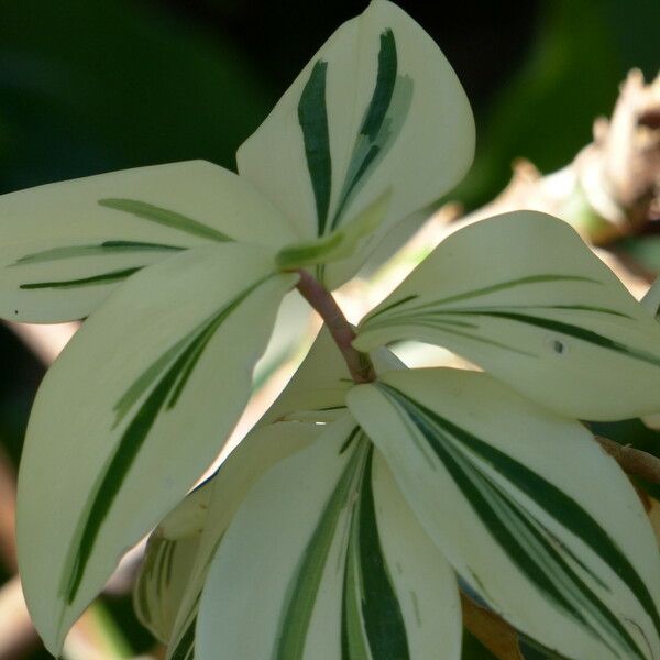 Hellenia speciosa Leaf