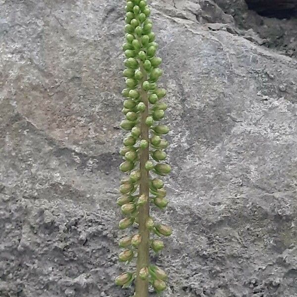 Verbascum boerhavii Vrucht