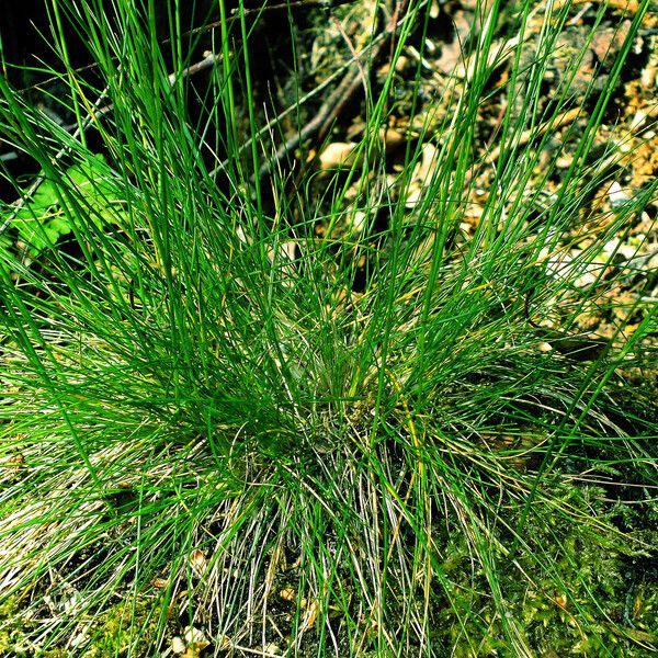 Festuca heterophylla Лист