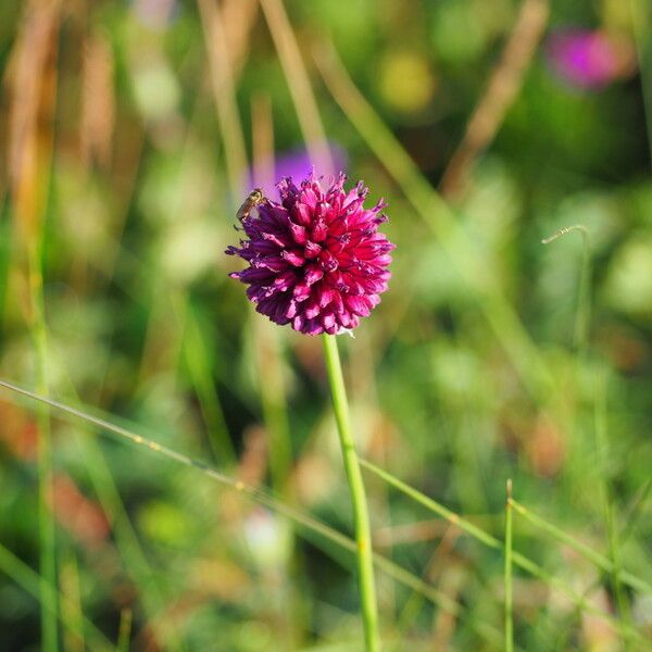 Allium atroviolaceum Flower