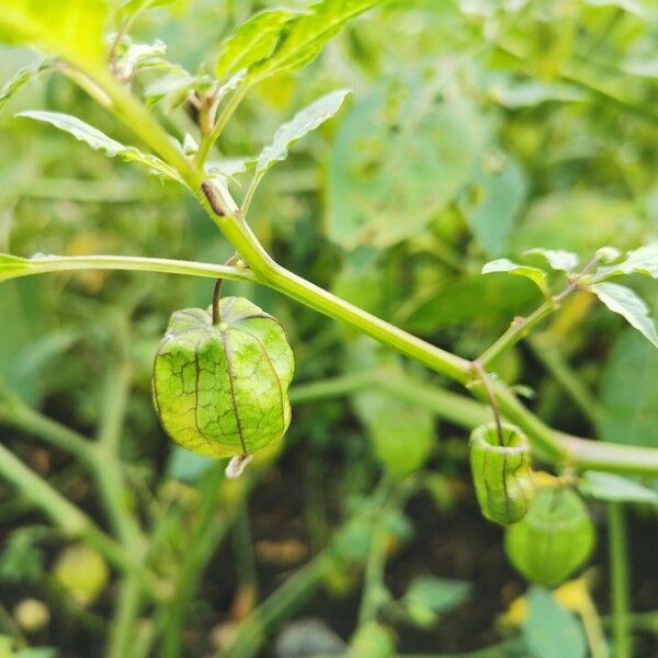 Physalis angulata Plod