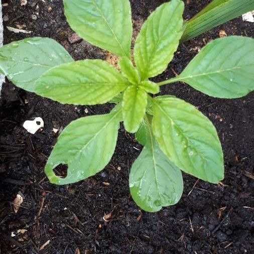 Amaranthus blitum Leaf