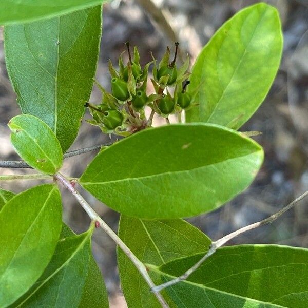 Lyonia mariana Φρούτο