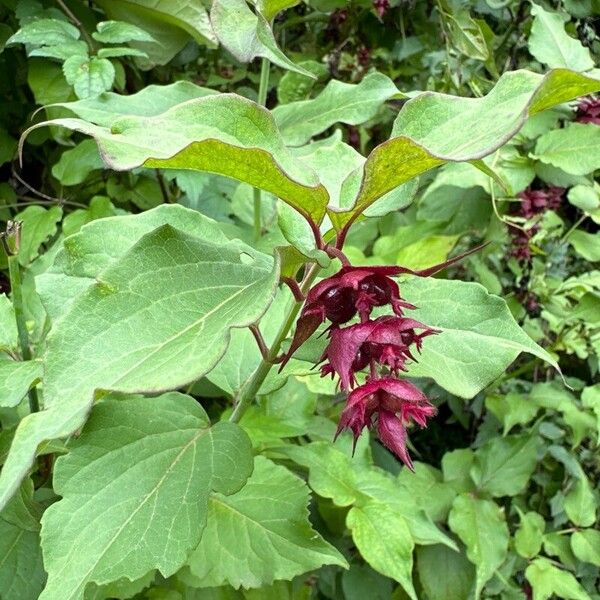 Leycesteria formosa Flower