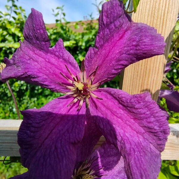 Clematis viticella Blüte