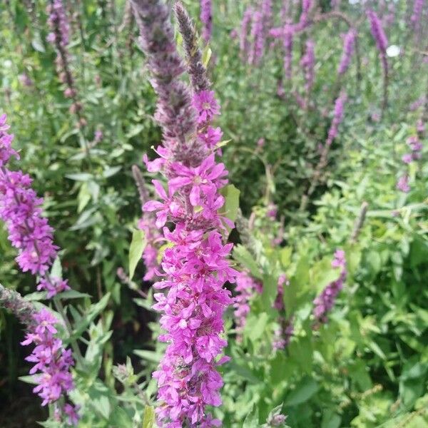 Lythrum salicaria Цветок