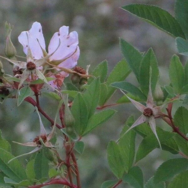 Rosa palustris Virág