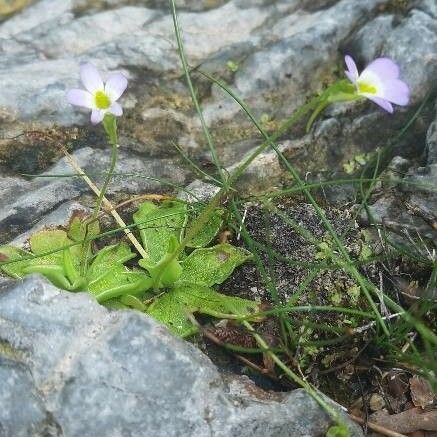 Pinguicula crystallina Žiedas