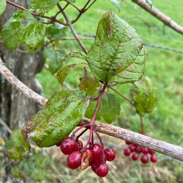 Viburnum trilobum Fruit